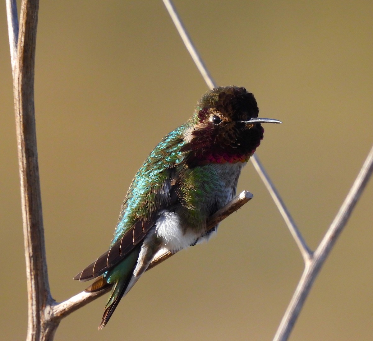 Anna's Hummingbird - ML612305645