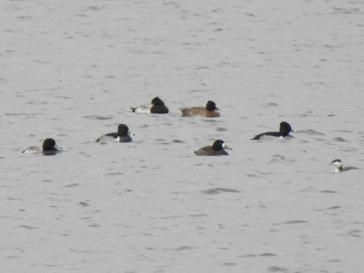 Greater Scaup - ML612305817