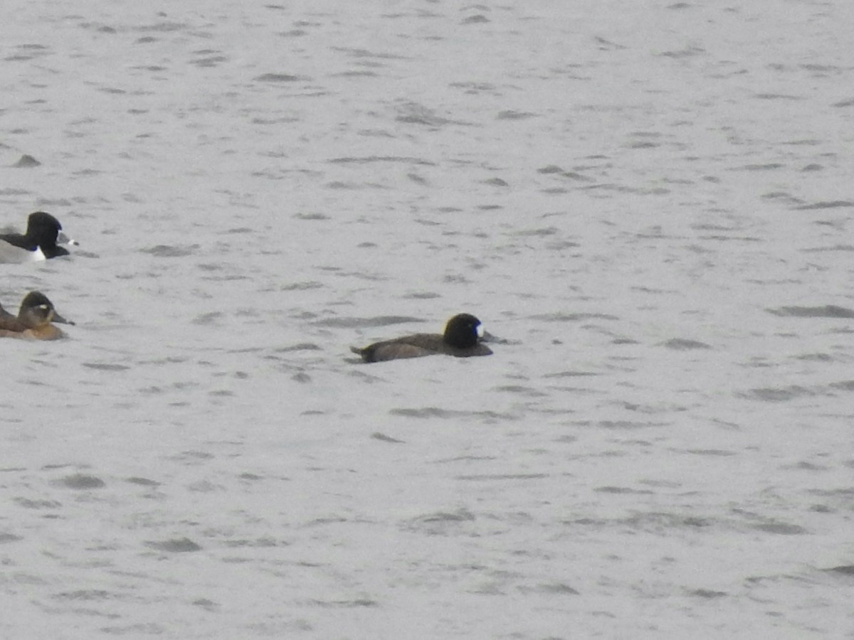 Greater Scaup - ML612305819