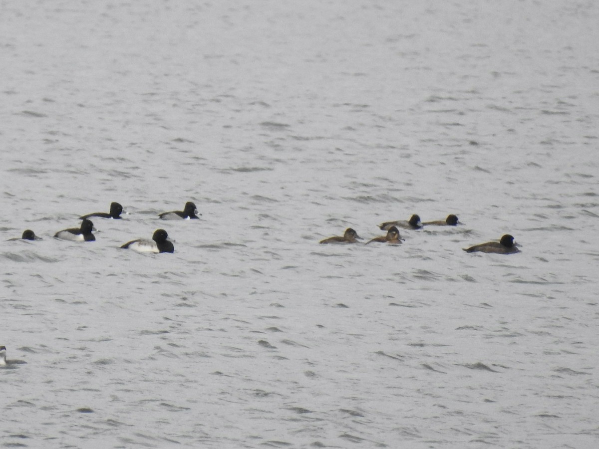 Greater Scaup - ML612305820