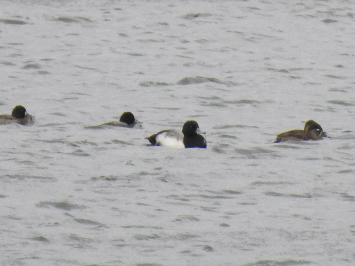 Greater Scaup - ML612305895
