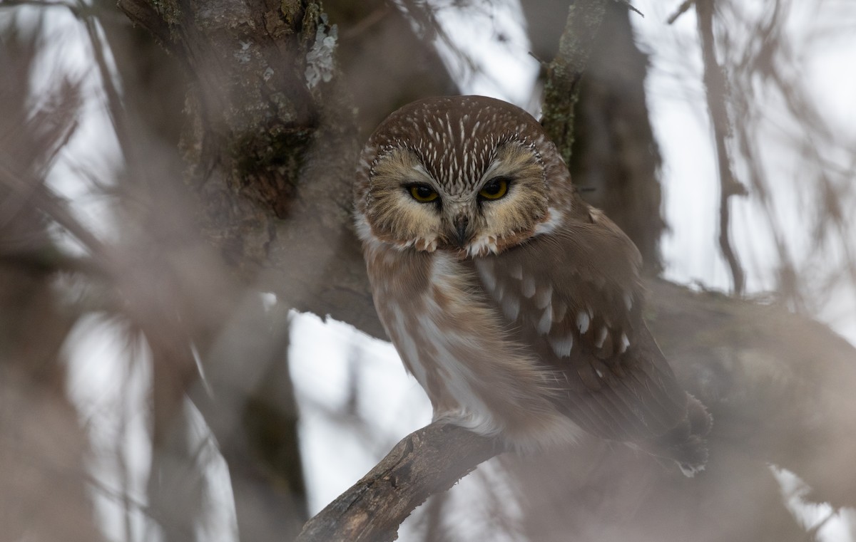Northern Saw-whet Owl - ML612305901