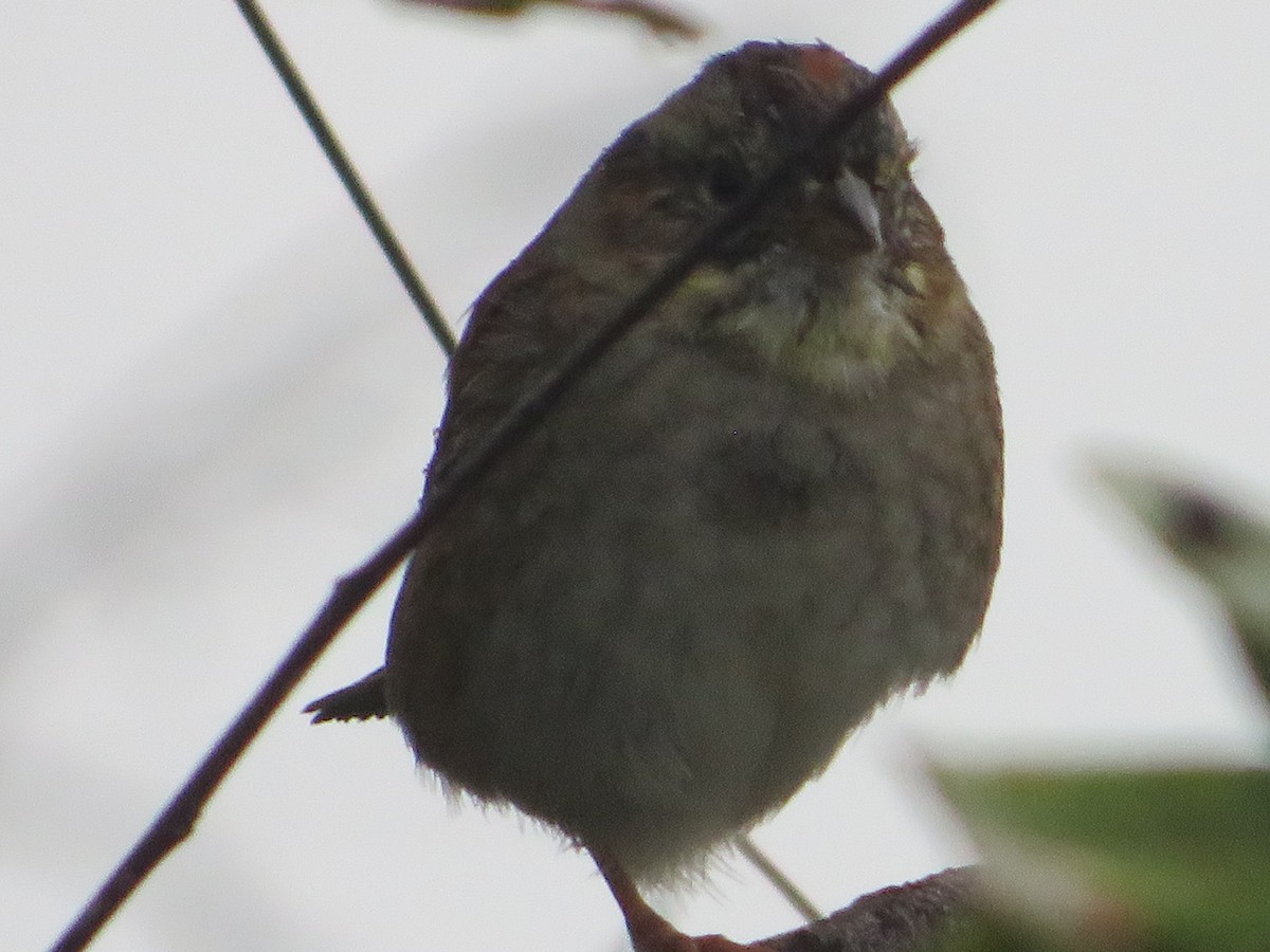 Swamp Sparrow - Keith Edwards