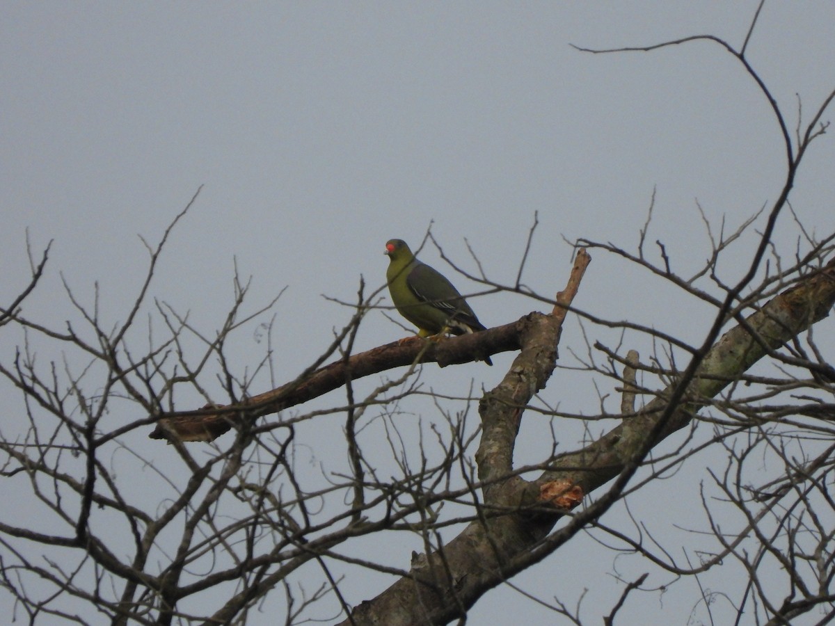 African Green-Pigeon (African) - ML612305994