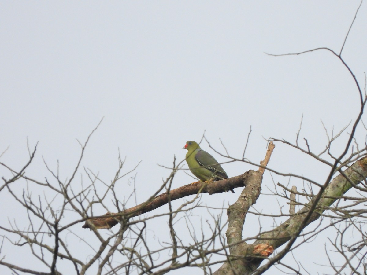 African Green-Pigeon (African) - ML612305995