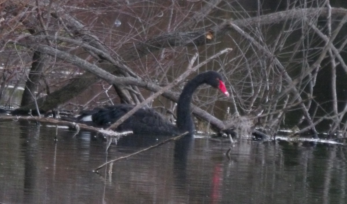 Black Swan - Leo & Melissa Bachand