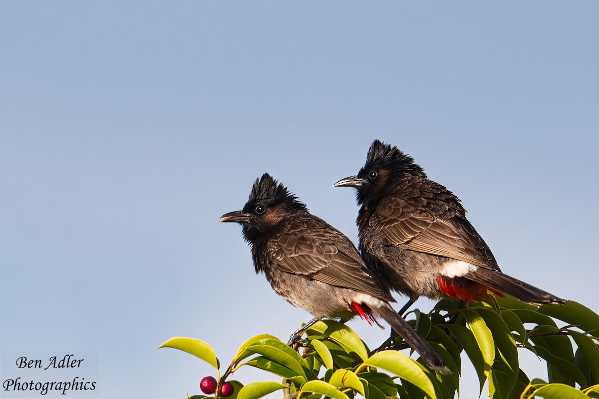 Red-vented Bulbul - ML612306965