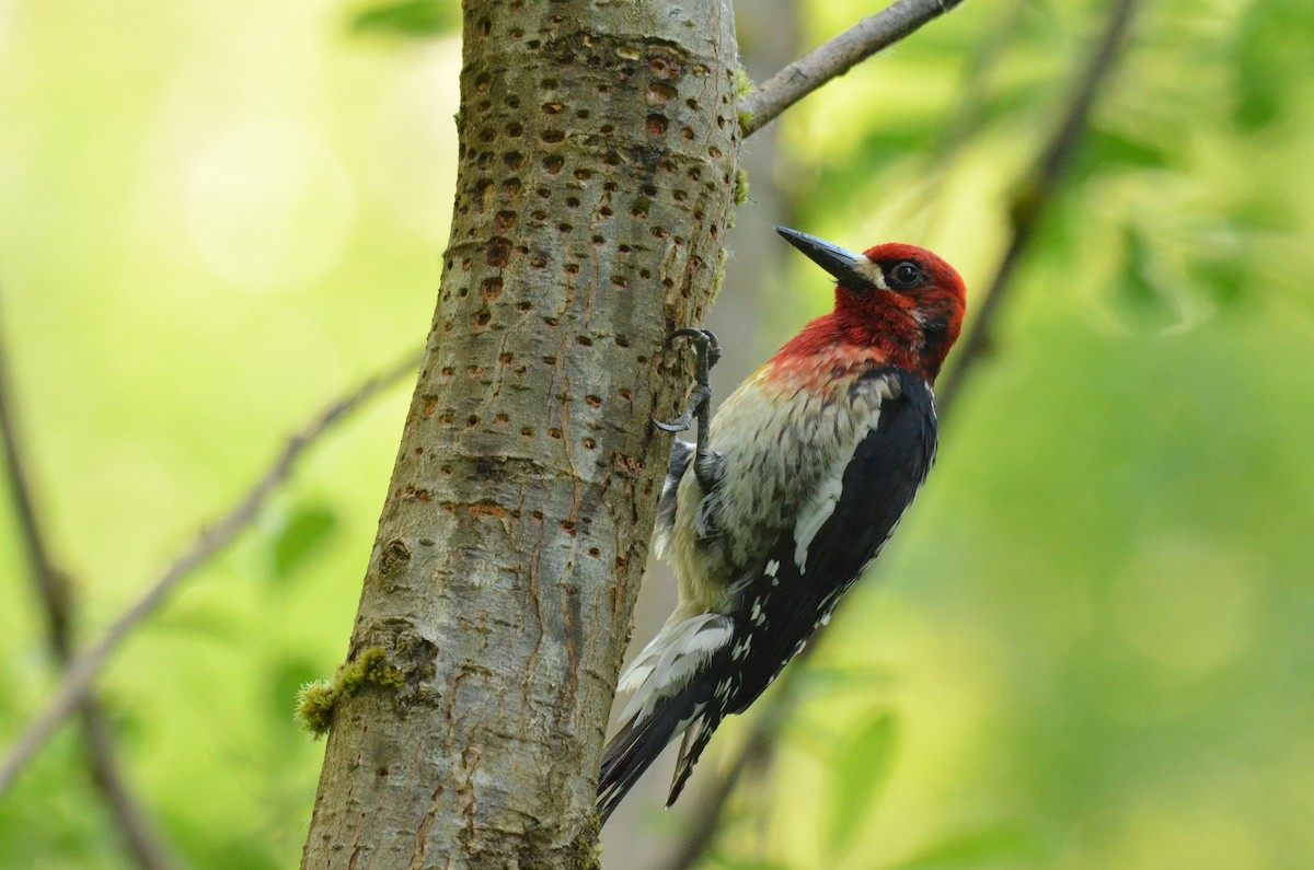 Red-breasted Sapsucker - ML612306983