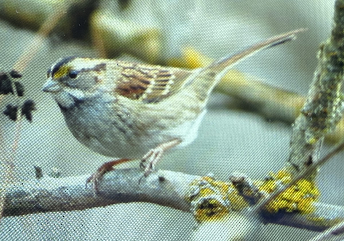 White-throated Sparrow - ML612306987