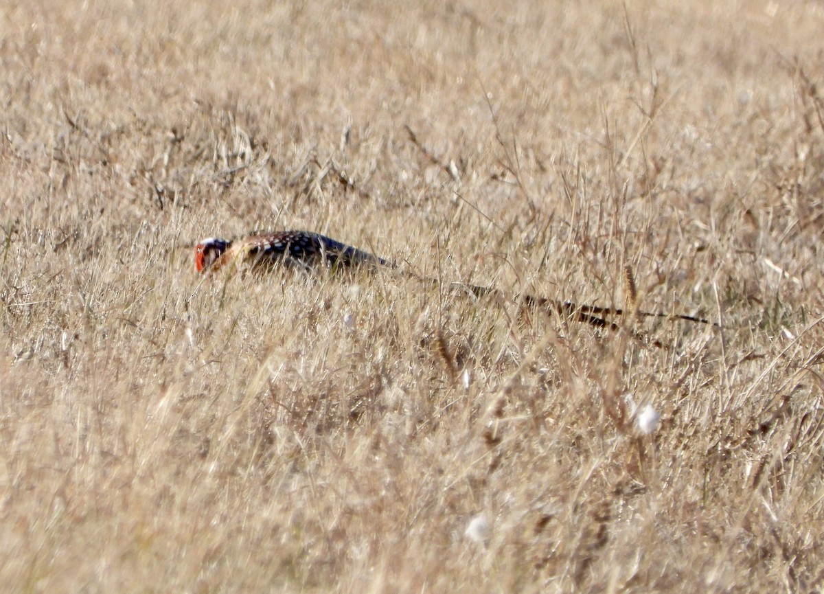 Ring-necked Pheasant - ML612307646