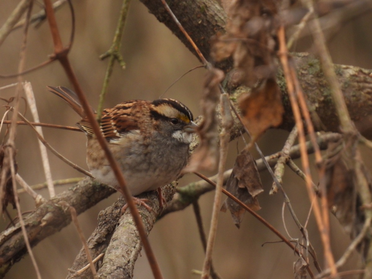 White-throated Sparrow - ML612307915
