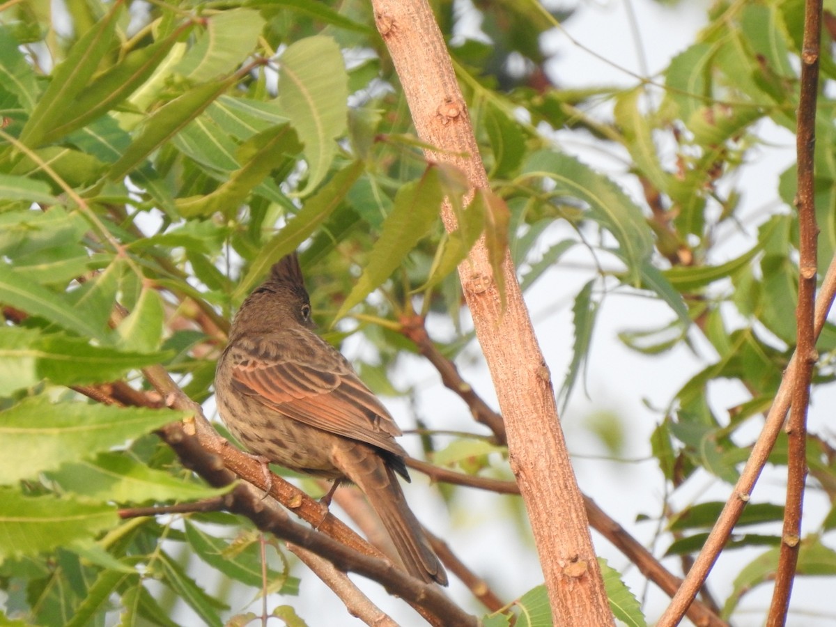 Crested Bunting - ML612308230