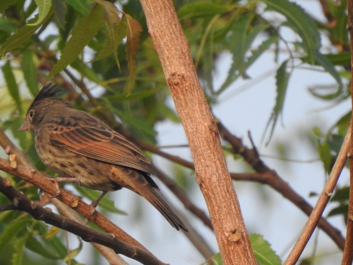 Crested Bunting - ML612308244