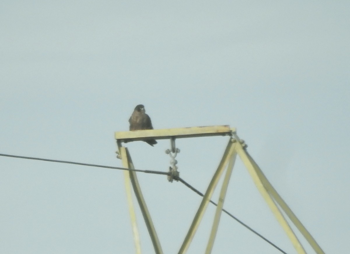Peregrine Falcon (Peale's) - ML612308316