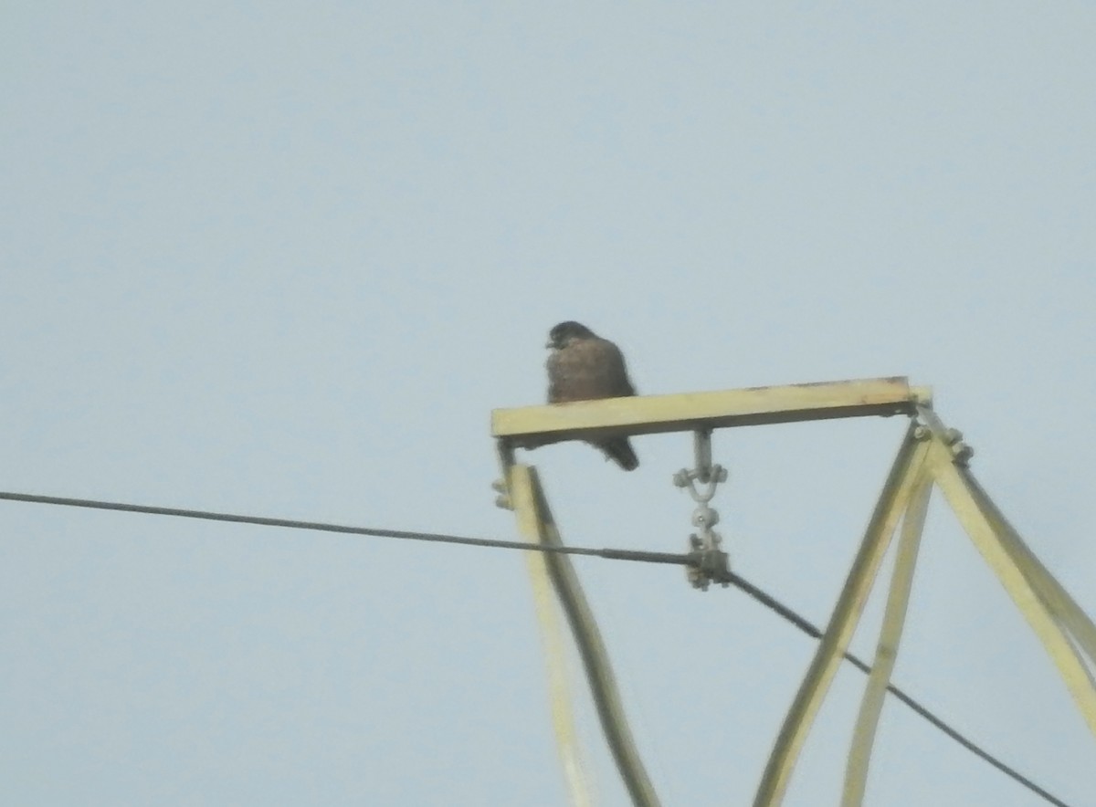 Peregrine Falcon (Peale's) - ML612308318