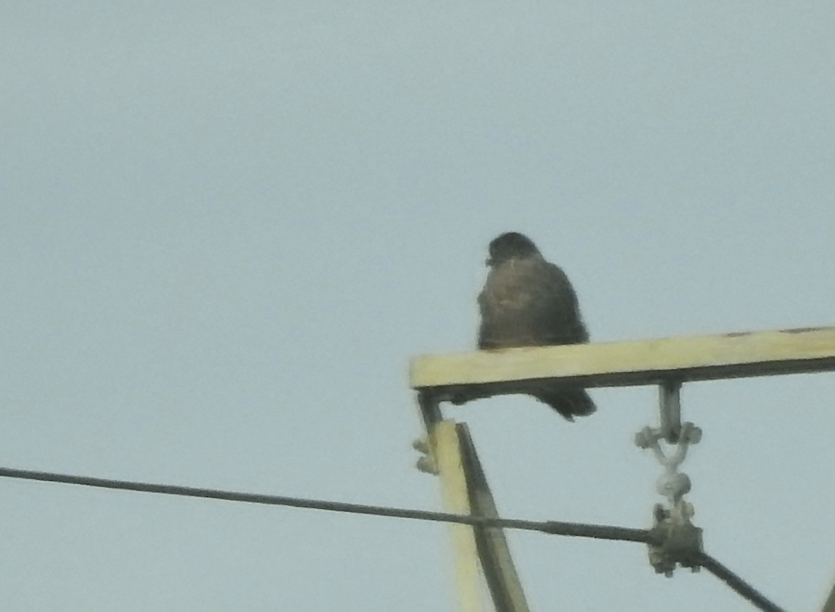 Peregrine Falcon (Peale's) - ML612308319
