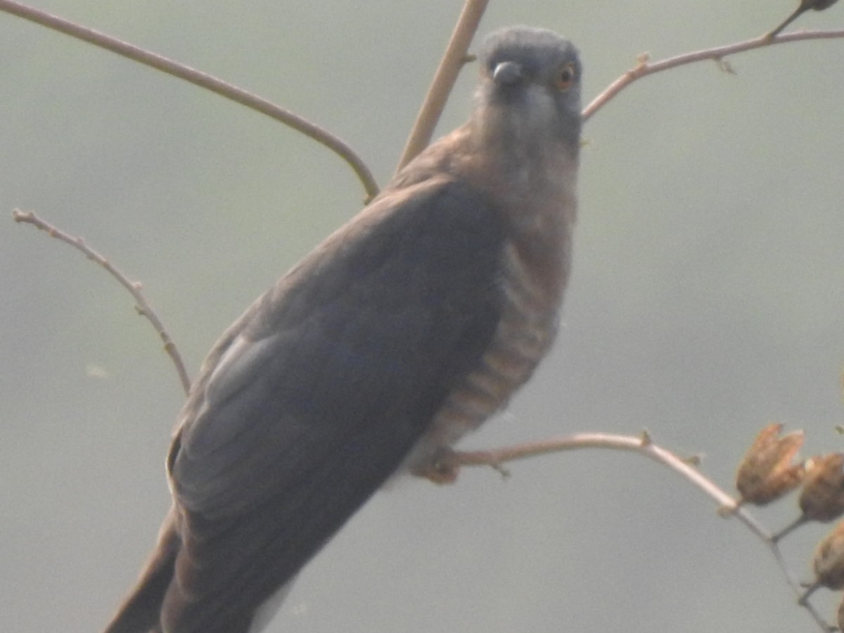 Common Hawk-Cuckoo - ML612308323