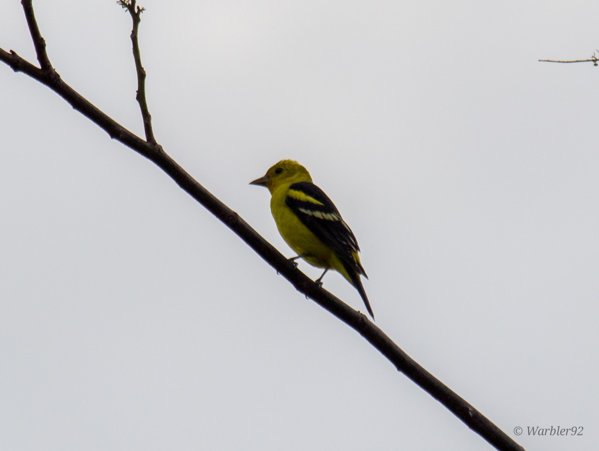 Western Tanager - ML612308335