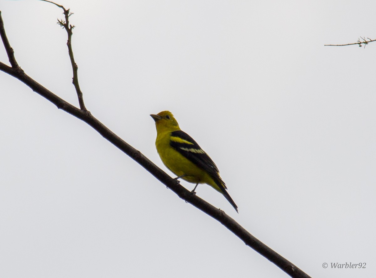 Western Tanager - ML612308336