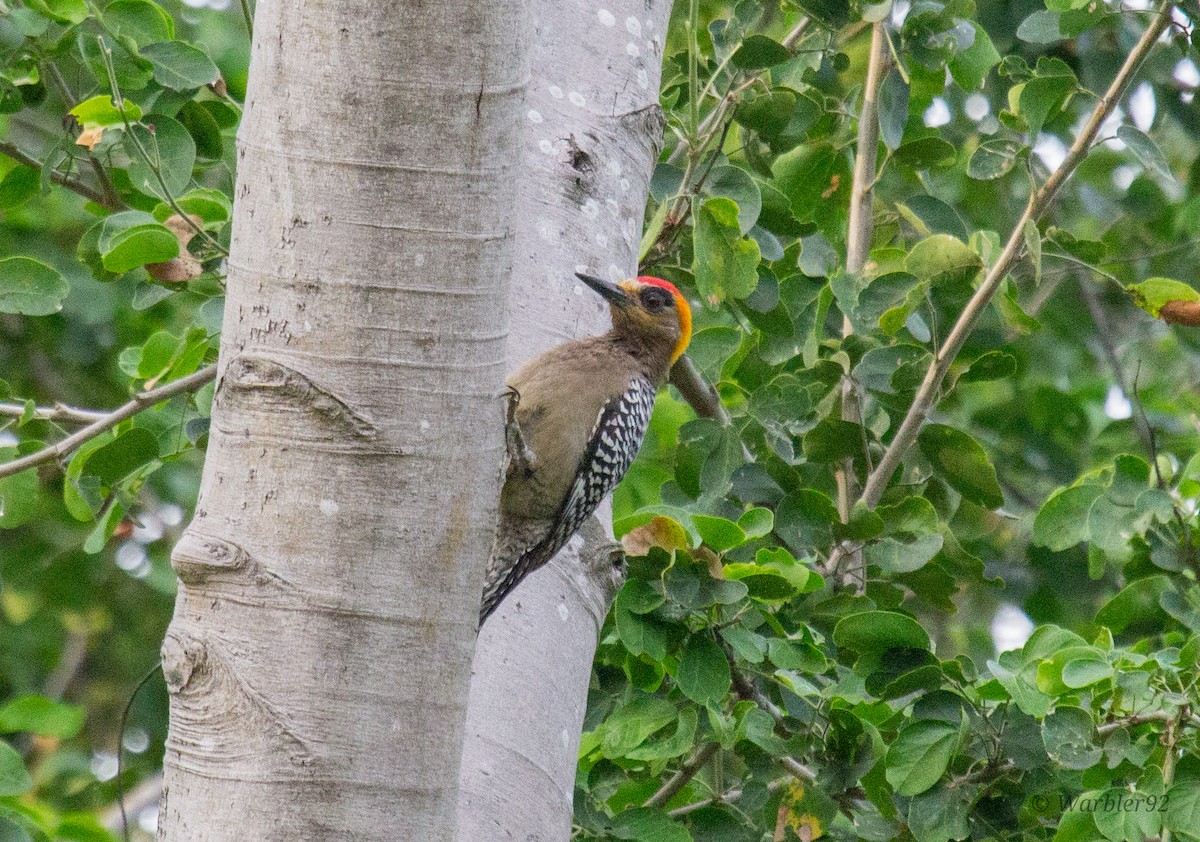 Golden-cheeked Woodpecker - Uriel Mtnez