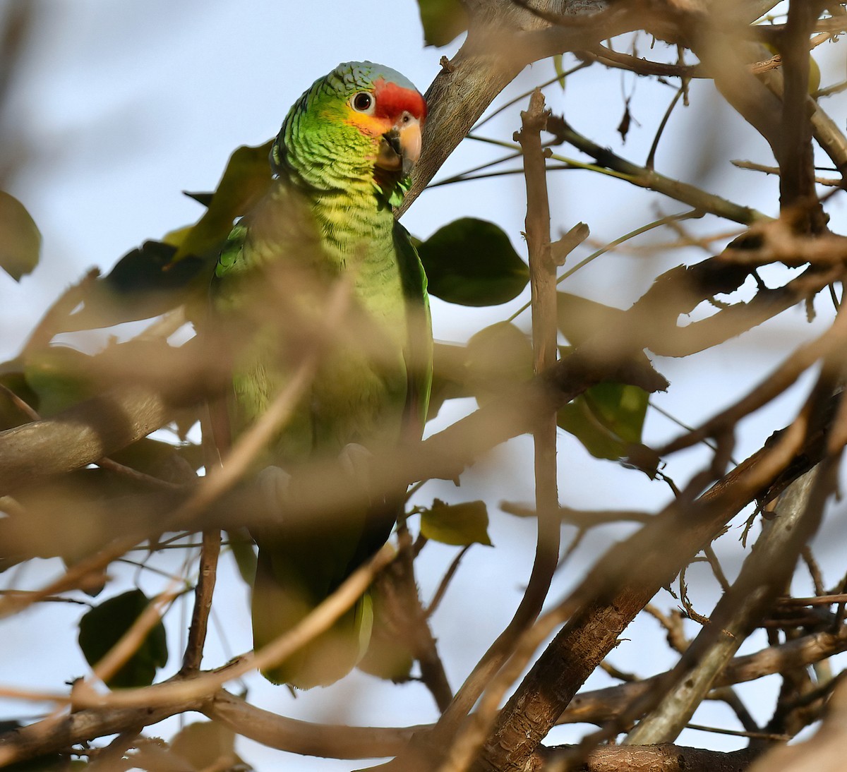 Red-lored Parrot - ML612308482