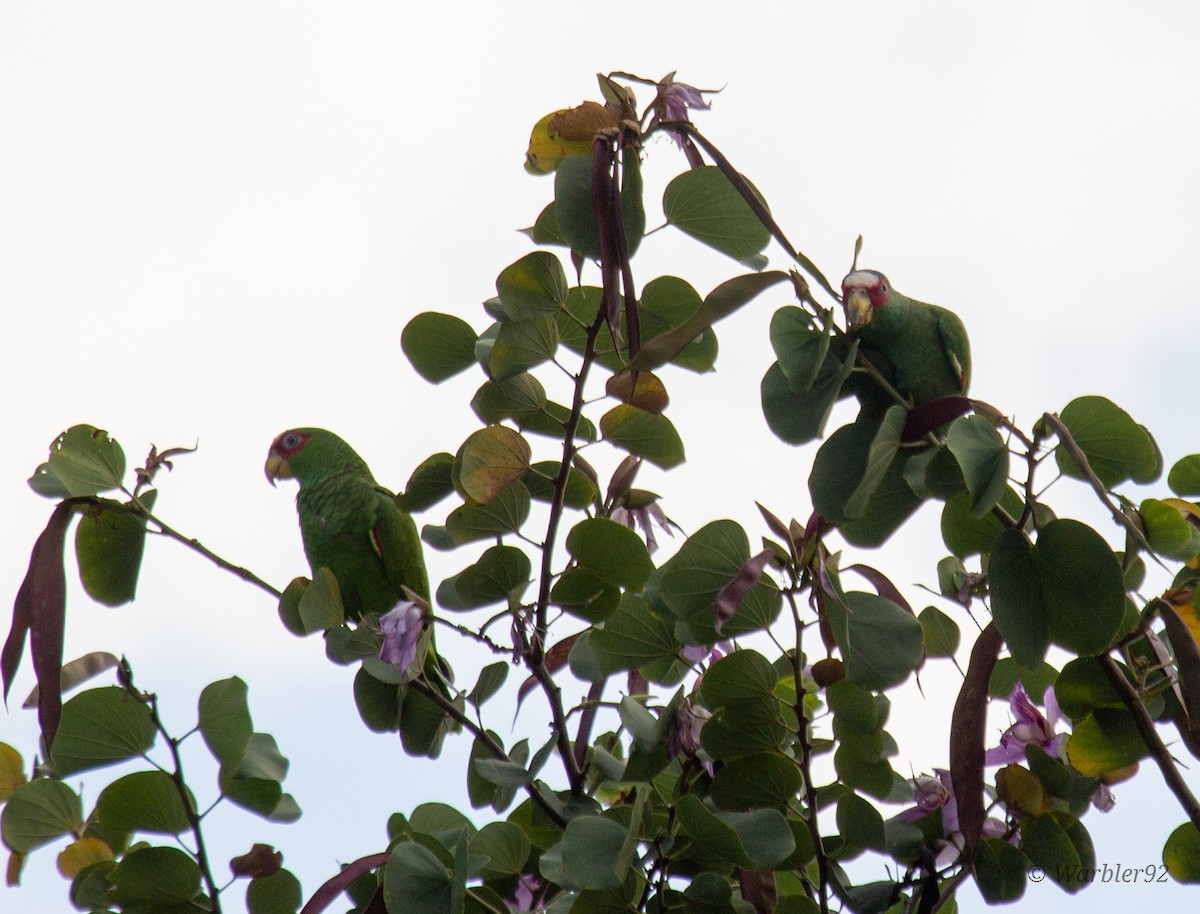 White-fronted Parrot - ML612308701