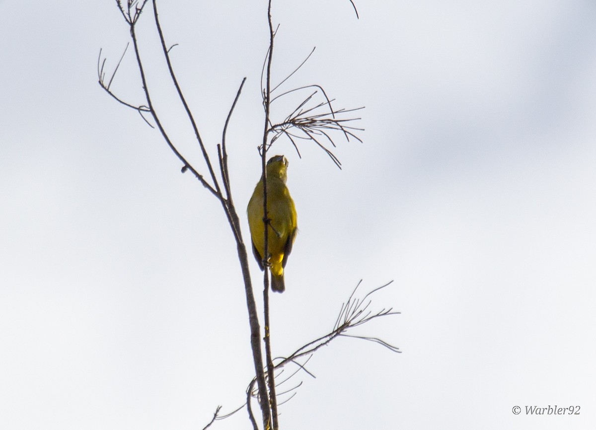 West Mexican Euphonia - ML612308727