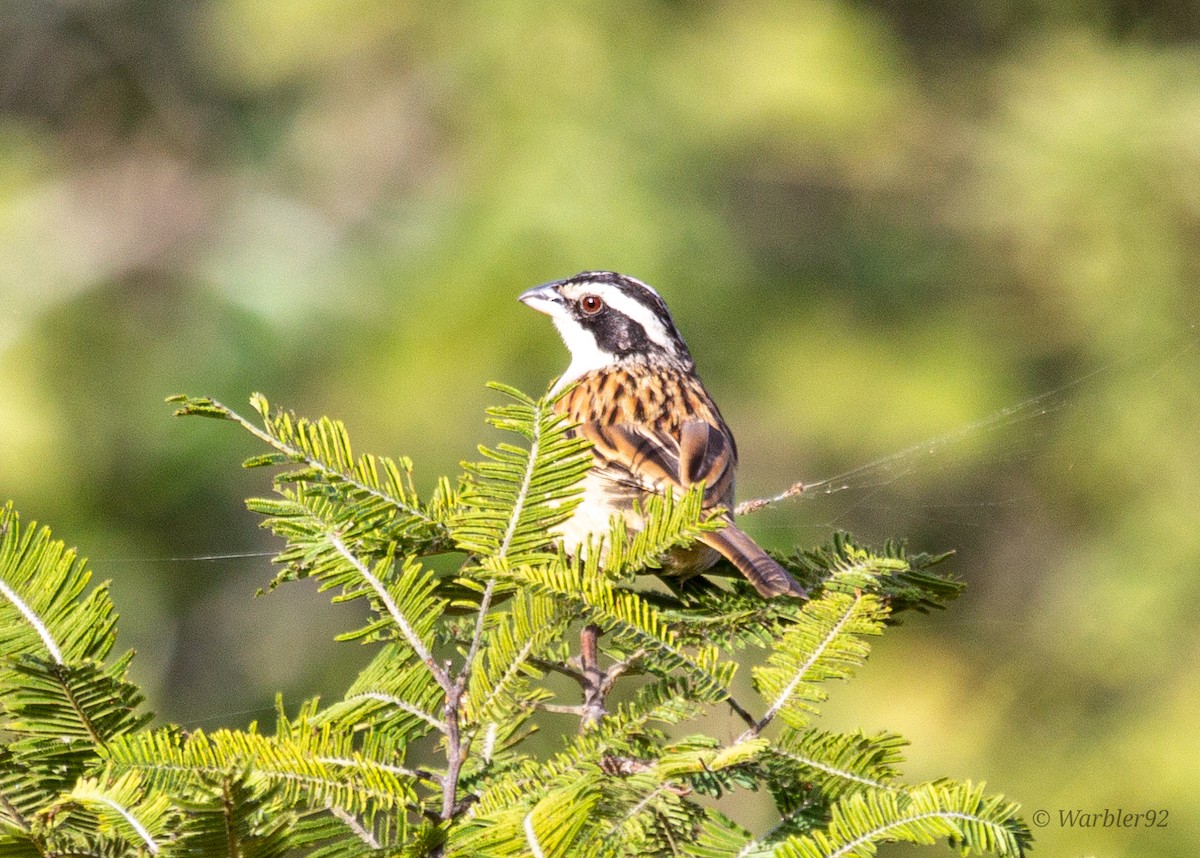 Stripe-headed Sparrow - Uriel Mtnez