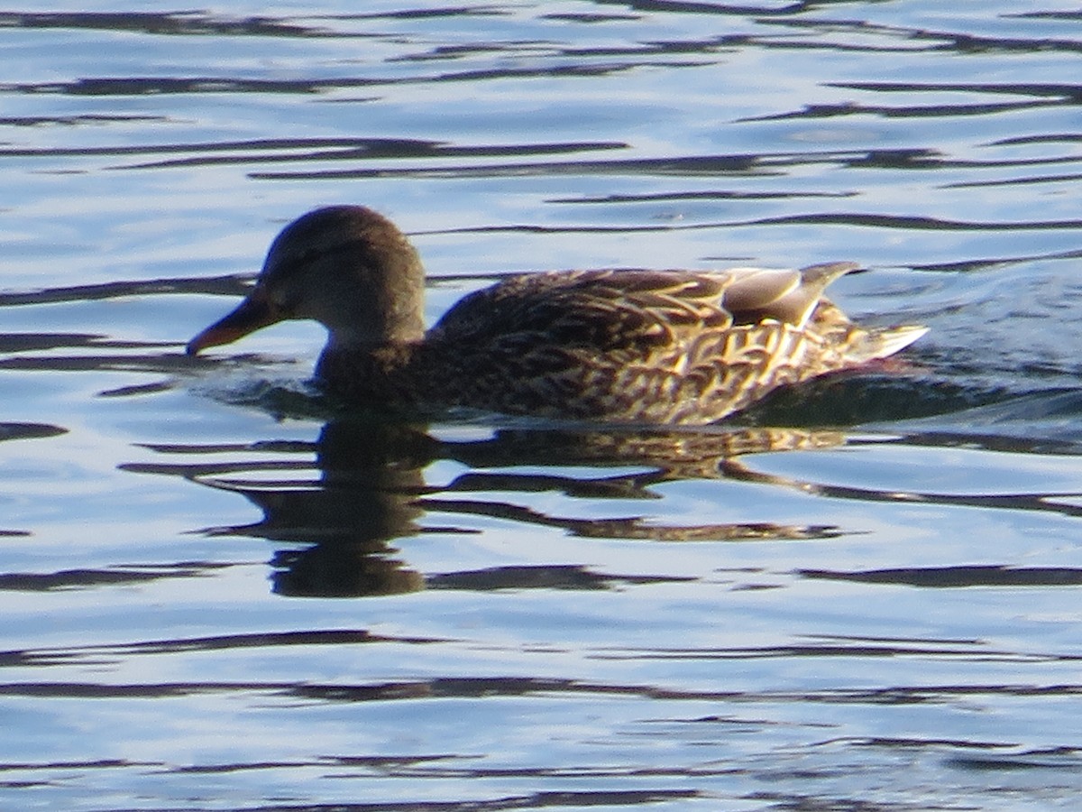 eBird Canada Checklist 16 Dec 2023 Red DeerRiver Bend Recreation