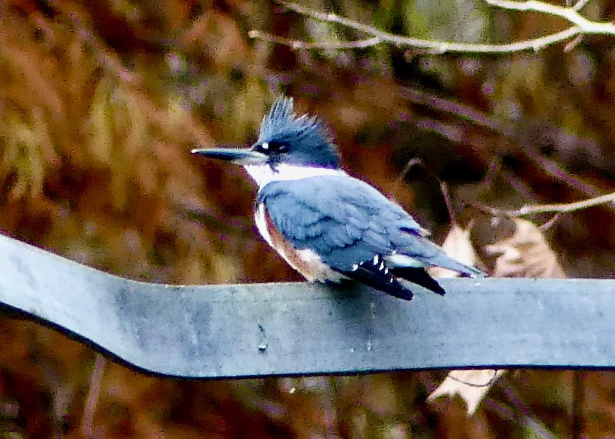 Belted Kingfisher - ML612309245