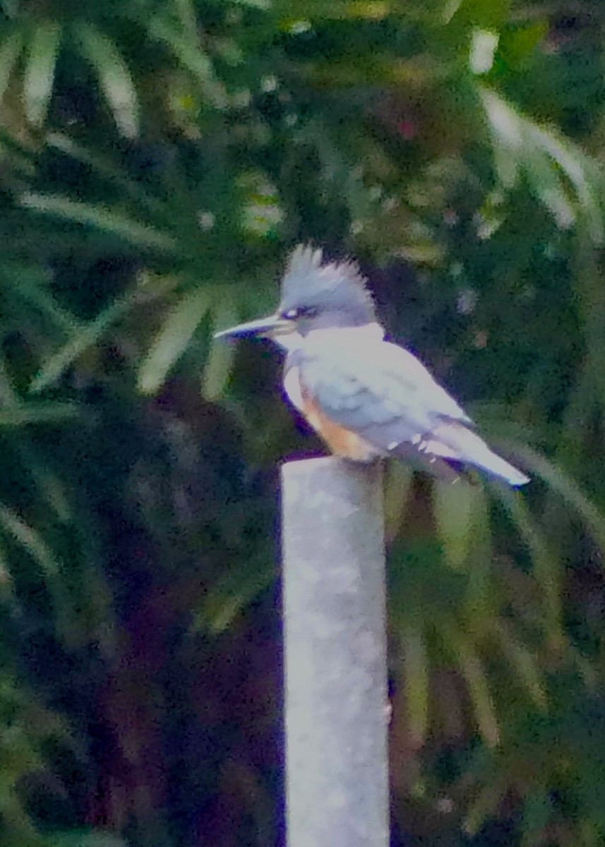Belted Kingfisher - ML612309246