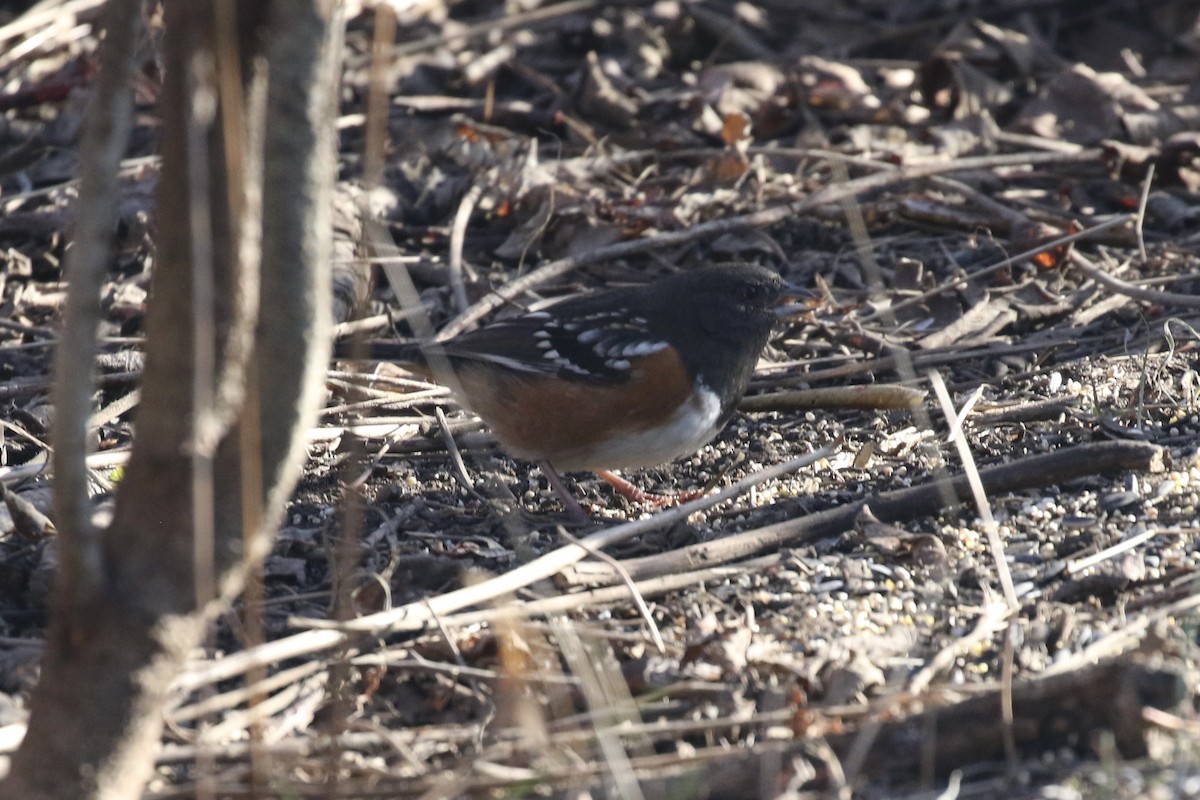 Spotted Towhee - ML612309253