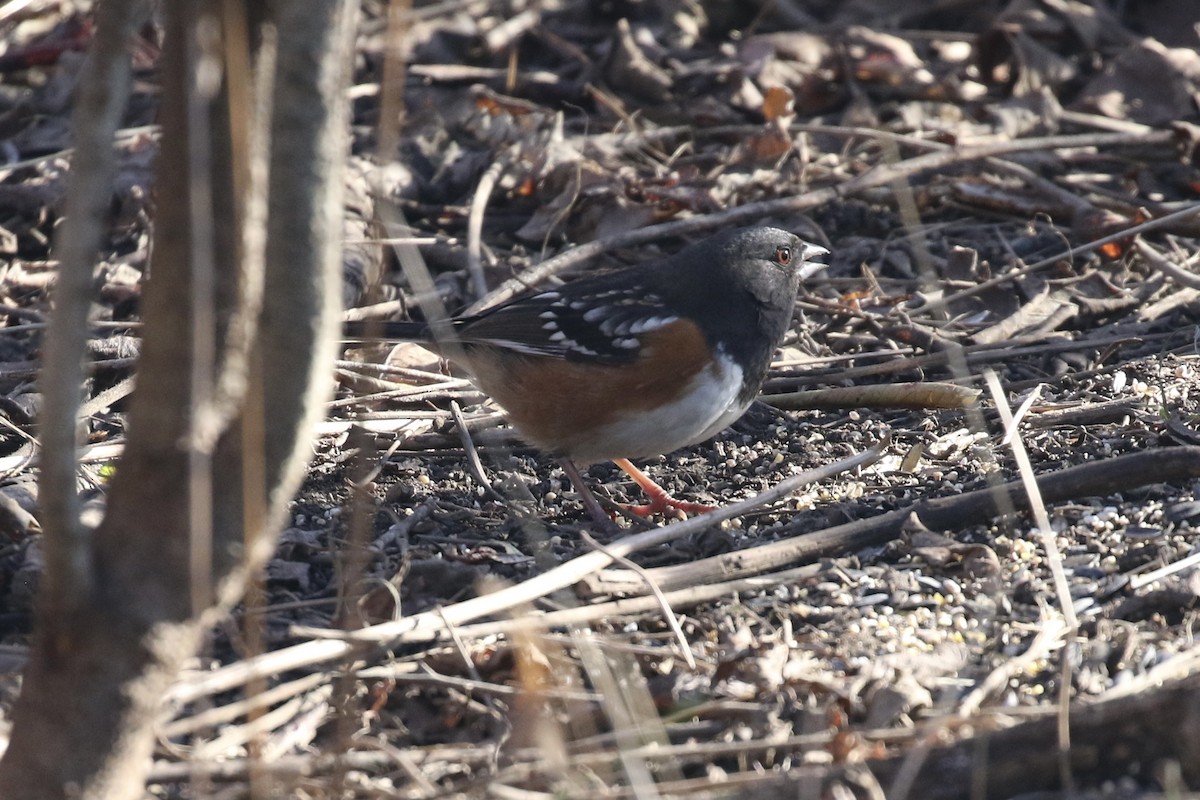 Spotted Towhee - ML612309254