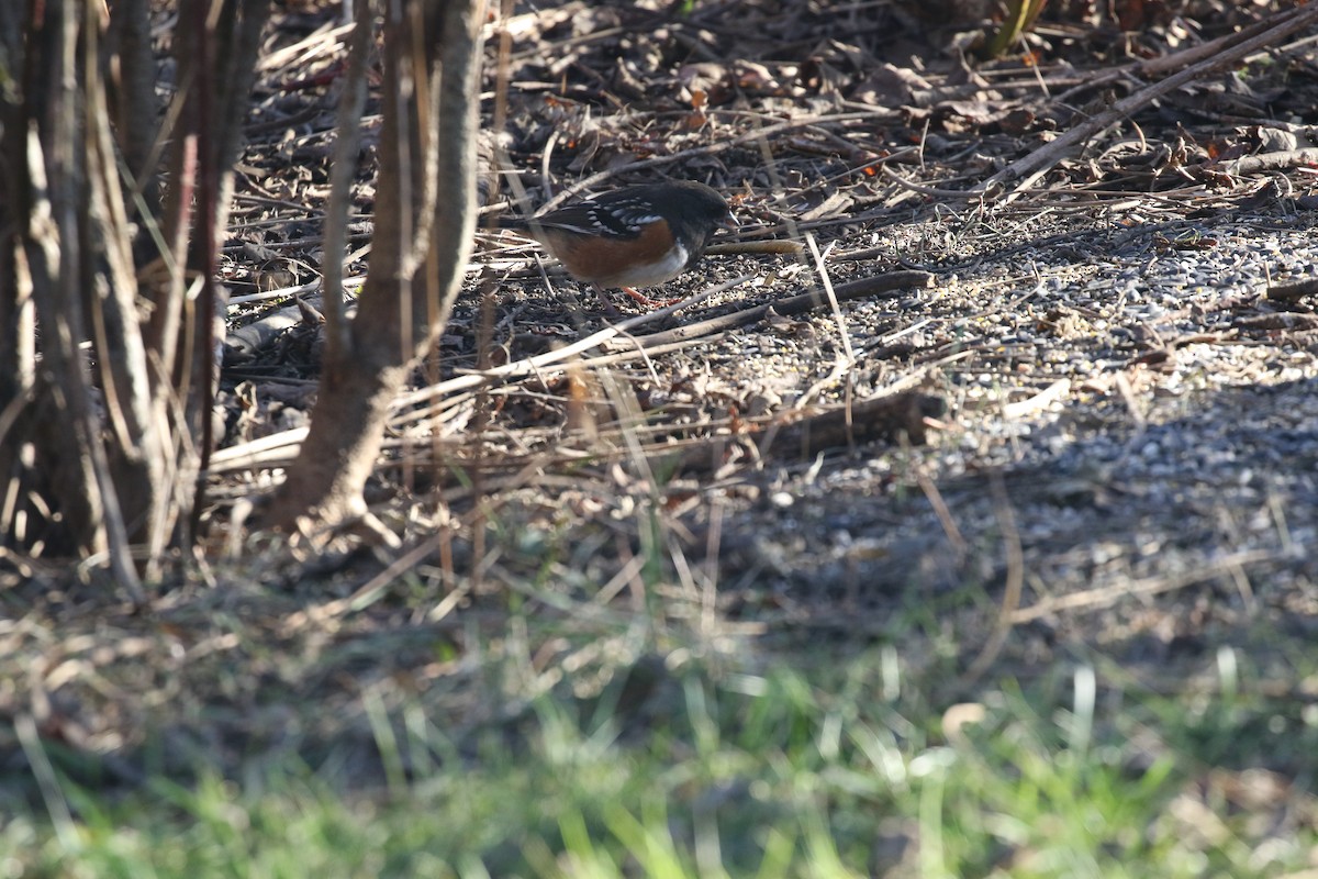 Spotted Towhee - ML612309255
