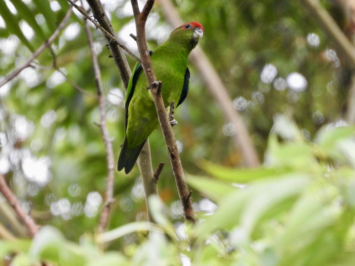 Pileated Parrot - ML612309288