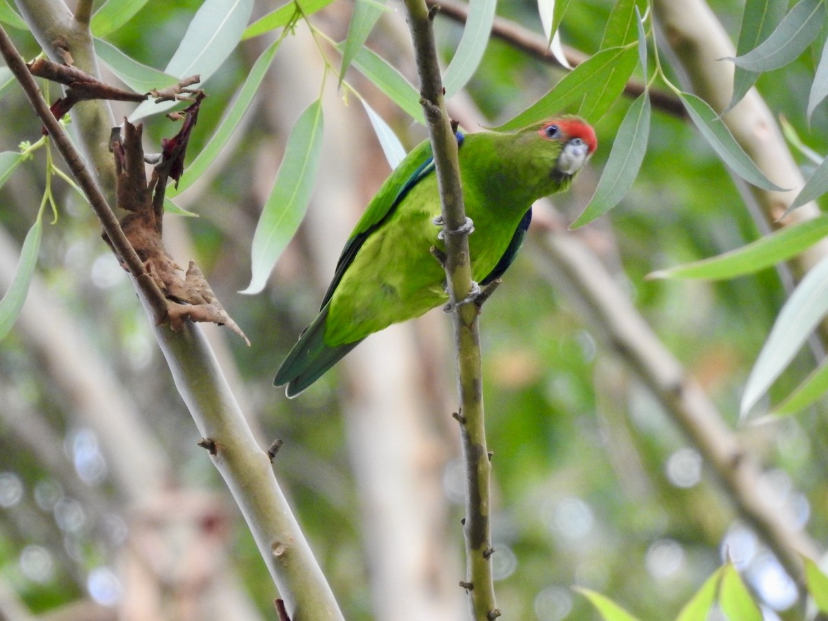Pileated Parrot - ML612309289