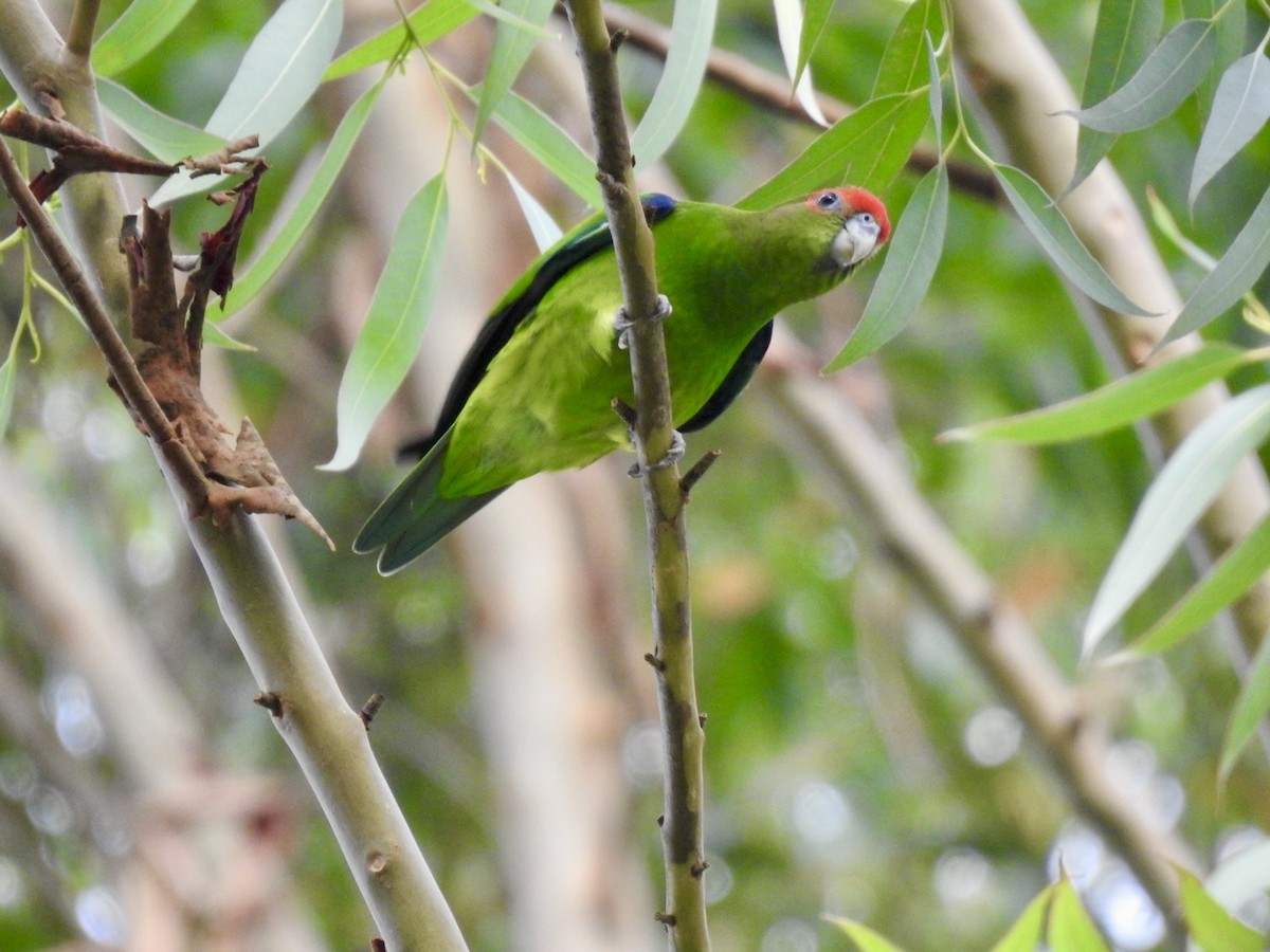 Pileated Parrot - ML612309291