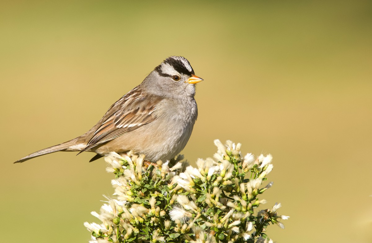 White-crowned Sparrow - ML612309426