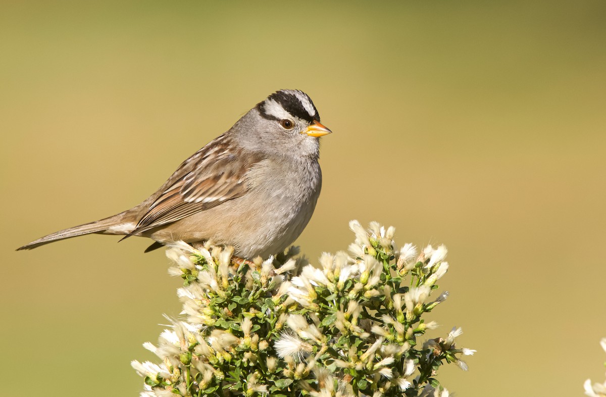 White-crowned Sparrow - ML612309427