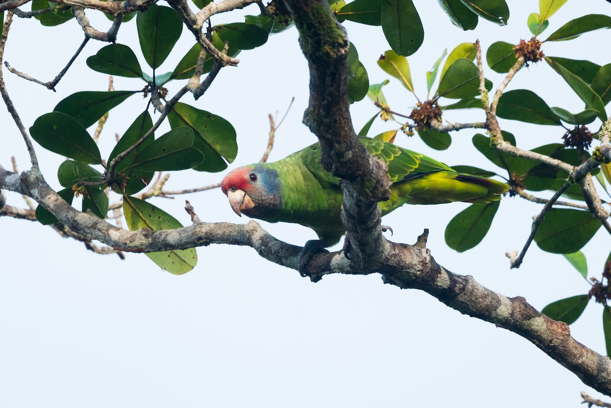 Red-tailed Parrot - ML612309499