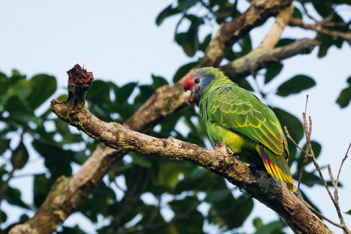 Red-tailed Parrot - ML612309500