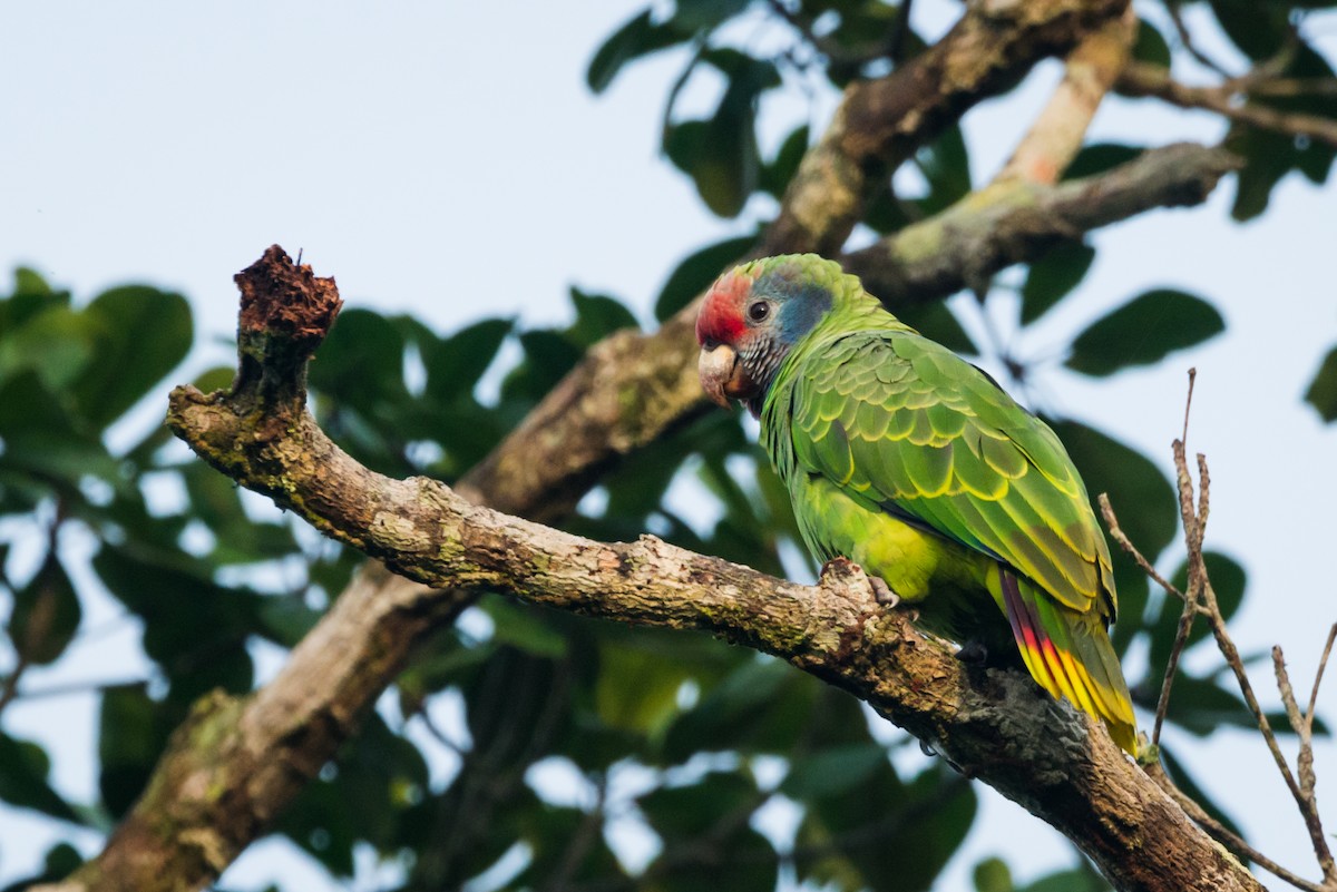 Red-tailed Parrot - ML612309501