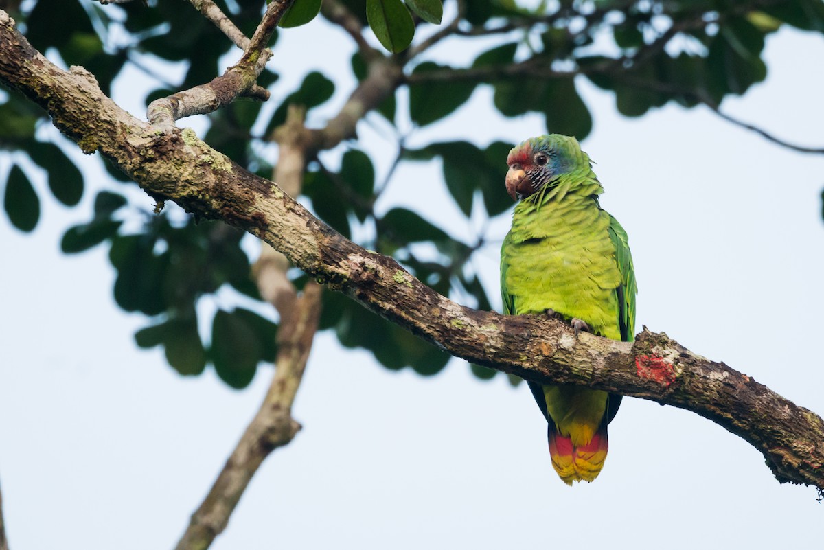 Red-tailed Parrot - ML612309502