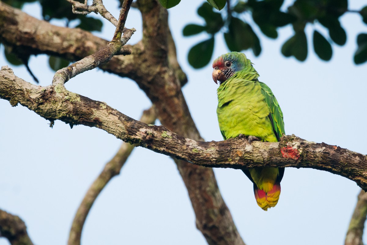 Red-tailed Parrot - ML612309503