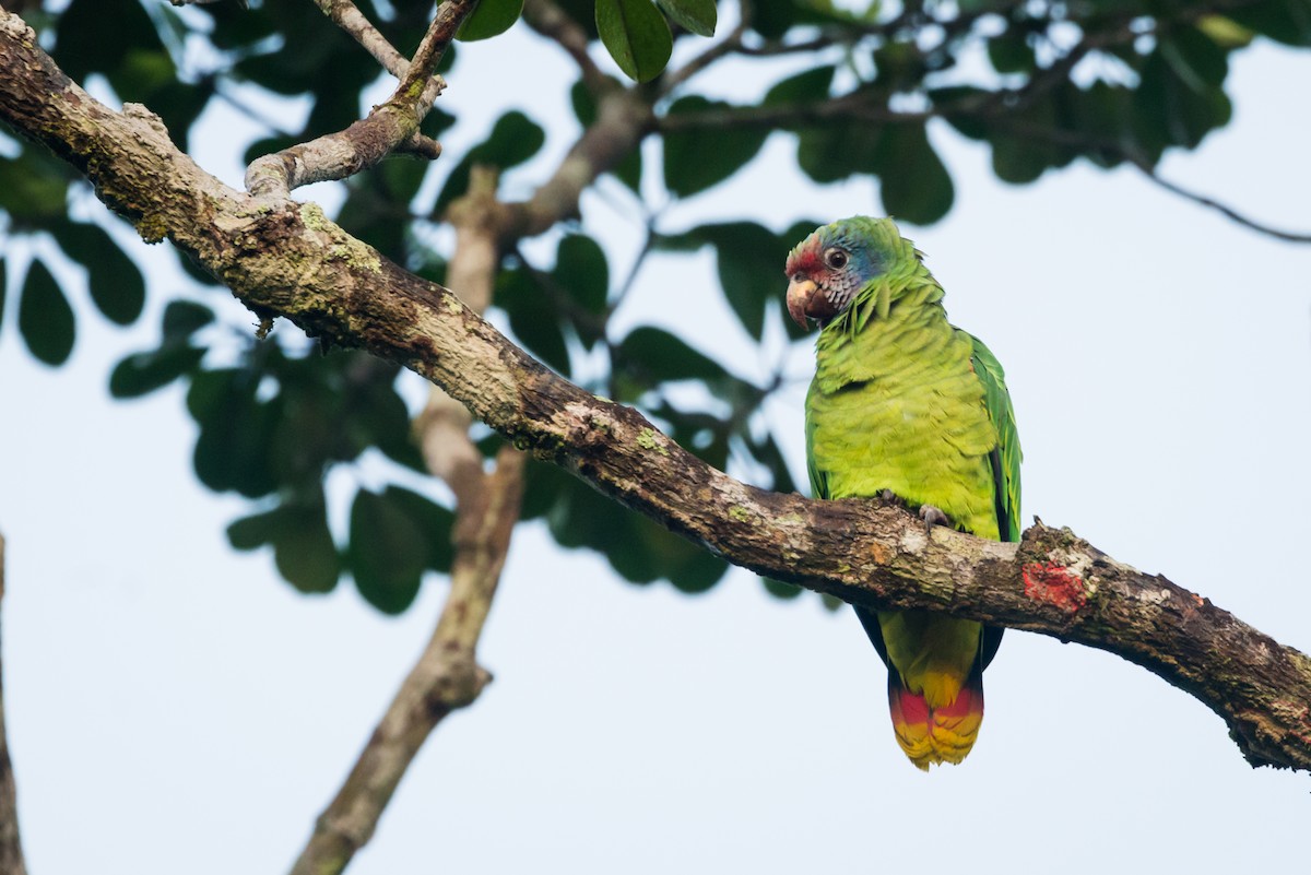 Red-tailed Parrot - ML612309504