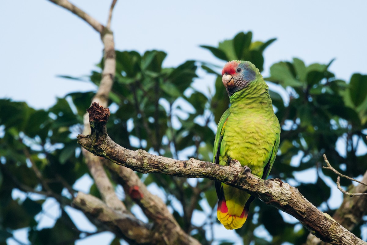 Red-tailed Parrot - ML612309505