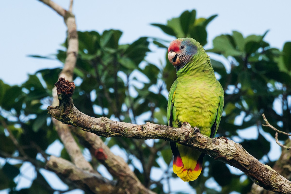 Red-tailed Parrot - ML612309506
