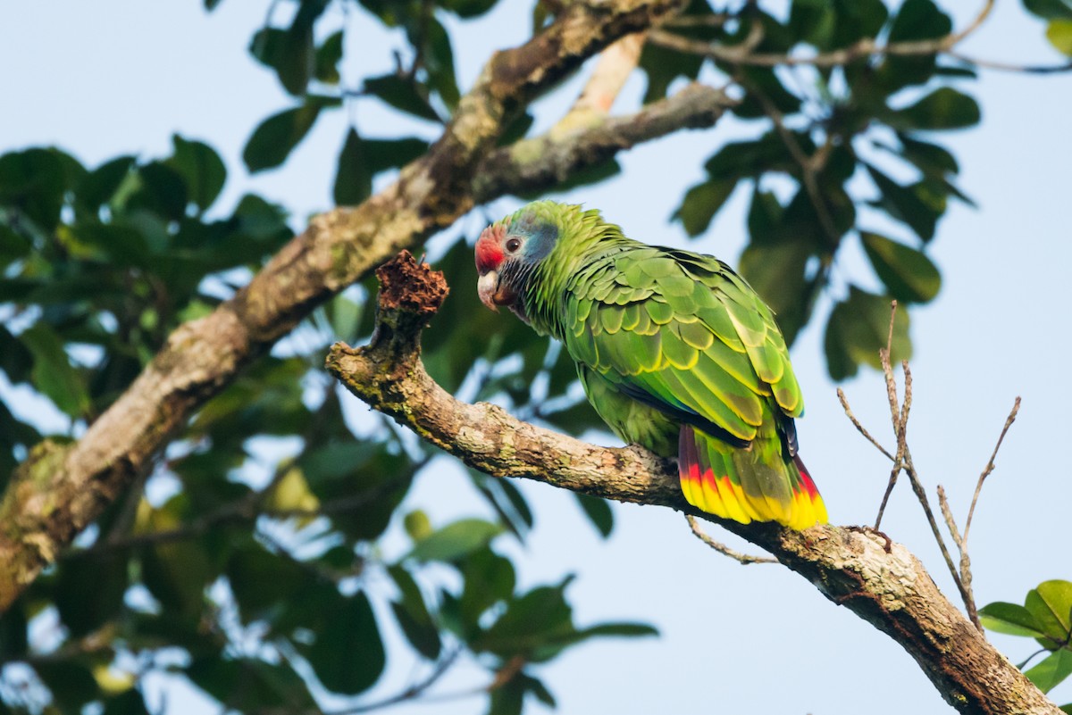 Red-tailed Parrot - ML612309509
