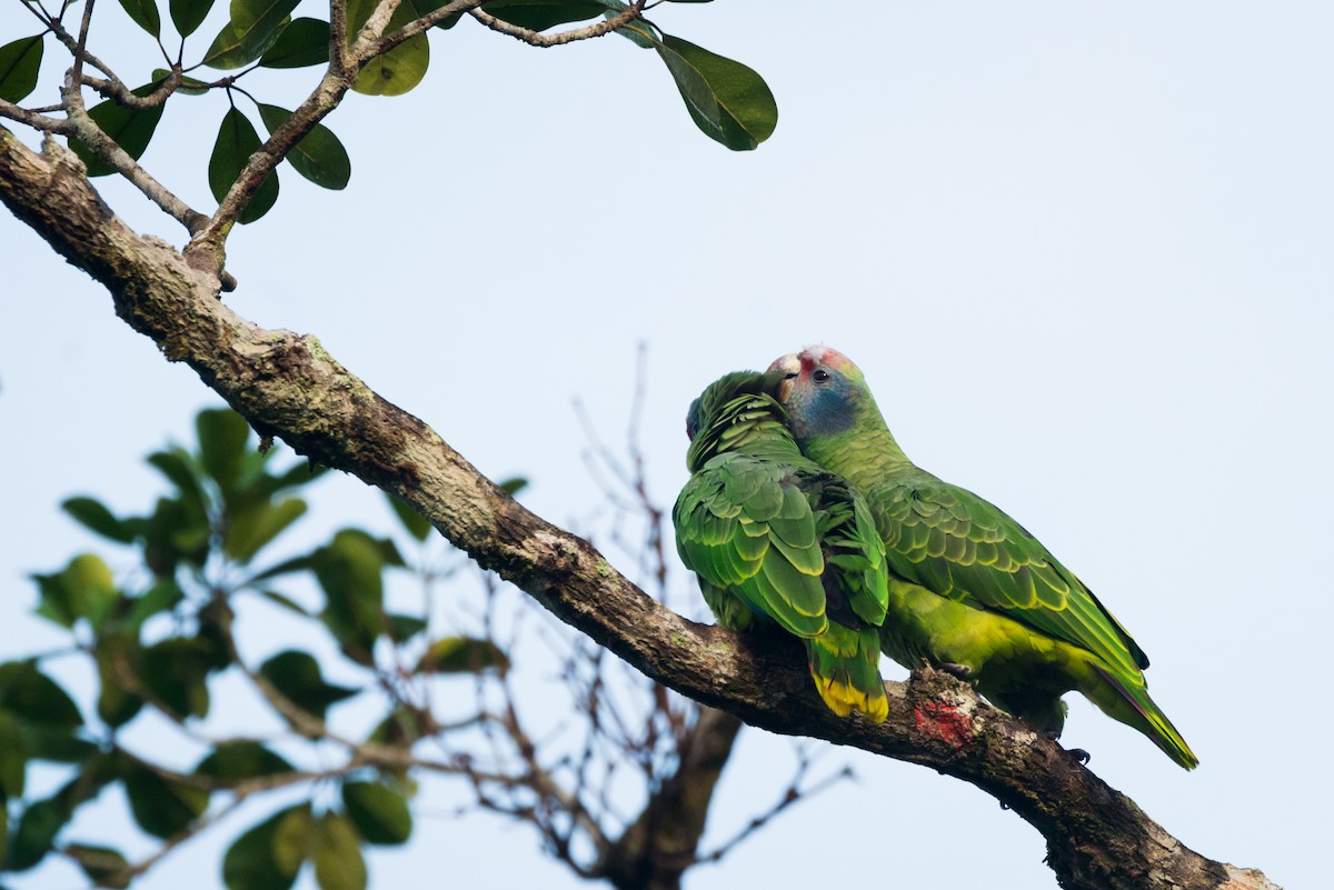 Red-tailed Parrot - ML612309510