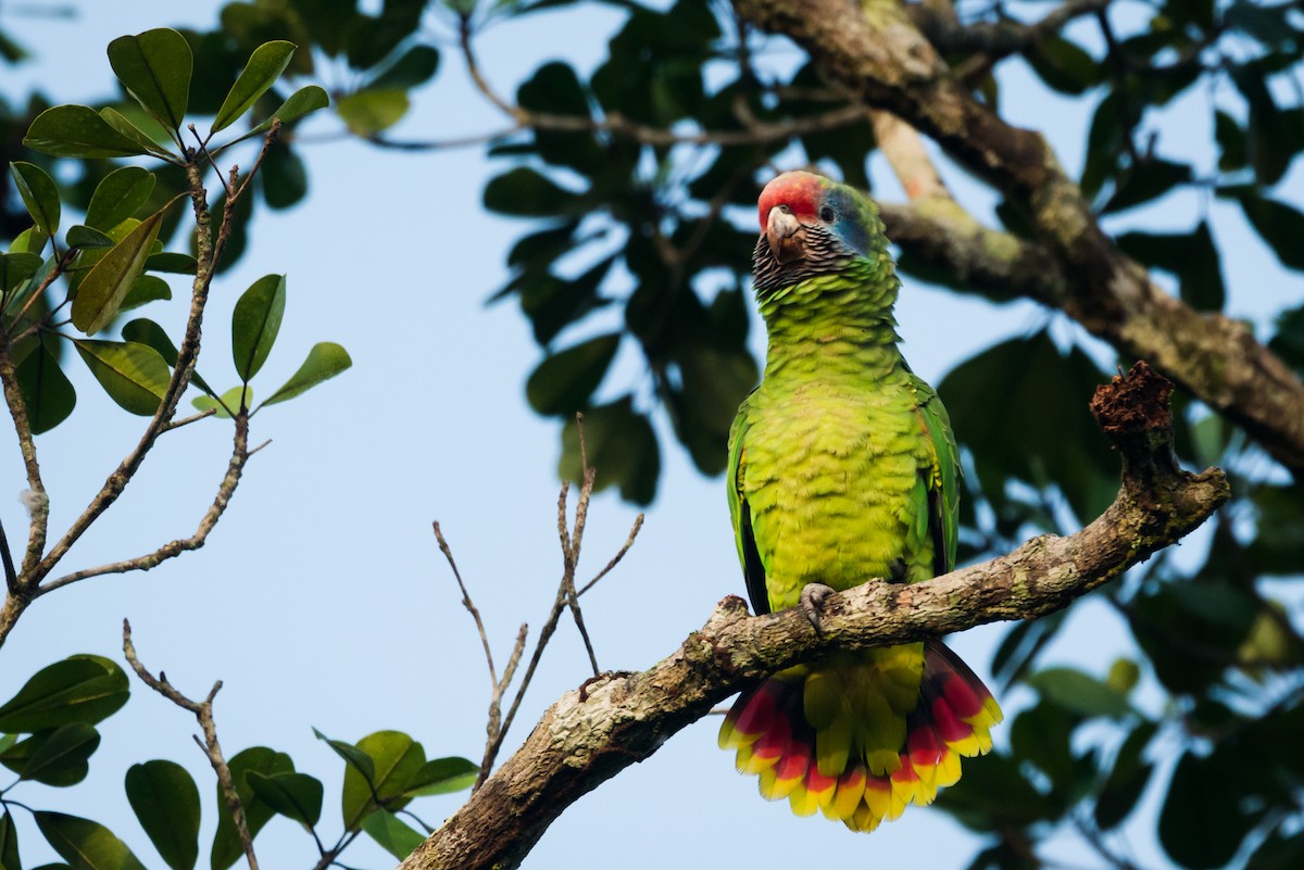 Red-tailed Parrot - ML612309511